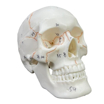 Анатомическая модель Черепа Головы человека с Написанным От Руки Номером, не Размазанным для изучения Анатомии человека студентами-медиками