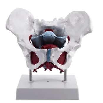 Модель женского таза и репродуктивных органов, Анатомическая модель реабилитации мышц тазового дна, женского мочевого пузыря